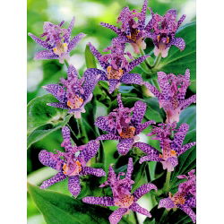 Tricyrtis formosana - trójsklepka Dark Beauty - 1 kłącze