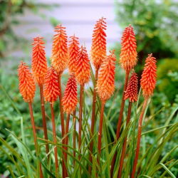 Kniphofia - Trytoma pomarańczowa - 1 kłącze
