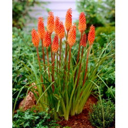 Kniphofia - Trytoma pomarańczowa - 1 kłącze