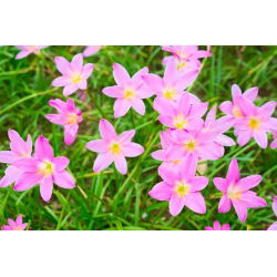 Zefirant różowy - 10 cebulek