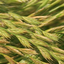 Życica mieszańcowa 2N Grasslands Manawa - 5 kg