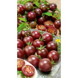 Pomidor wysoki - Black cherry - 60 nasion