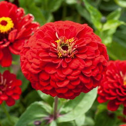 Cynia wytworna daliowa Scarlet Flame - 120 nasion