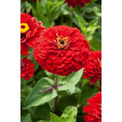 Cynia wytworna daliowa Scarlet Flame - 120 nasion