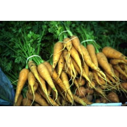 Marchew pastewna Lobo - 500 g