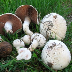 Pieczarka polna - grzybnia na ziarnie do uprawy w ogrodzie, na łąkach i polach - 1 kg