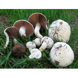 Pieczarka polna - grzybnia na ziarnie do uprawy w ogrodzie, na łąkach i polach - 1 kg