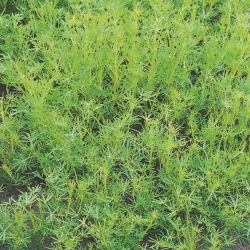 Łubin wąskolistny Rumba - 1 kg