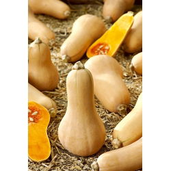 Dynia piżmowa - Butternut - 16 nasion