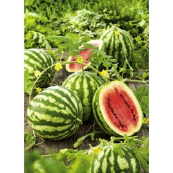 Arbuz, kawon Crimson Sweet - 12 nasion