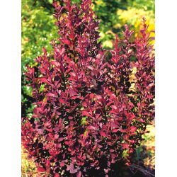 Berberys Thunberga Helmond Pillar - sadzonka