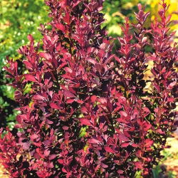 Berberys Thunberga Helmond Pillar - sadzonka