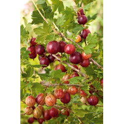 Agrest czerwony Hinnonmaki Red
