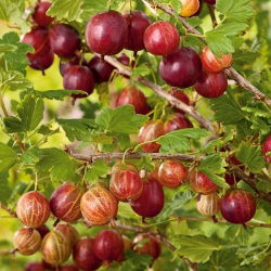 Agrest czerwony Hinnonmaki Red