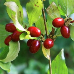Dereń jadalny - sadzonka