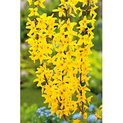 Forsycja pośrednia Lynwood - sadzonka w pojemniku C1