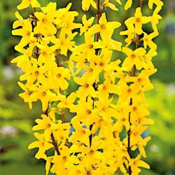 Forsycja pośrednia Lynwood - sadzonka w pojemniku C1