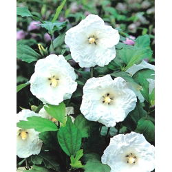 Ketmia syryjska, hibiskus William R. Smith - sadzonka P9