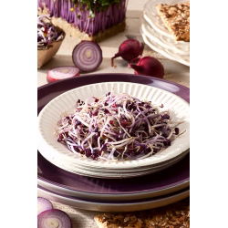 Nasiona na kiełki kapusta głowiasta czerwona