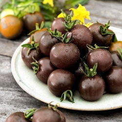 Pomidor wysoki - Black cherry - 60 nasion