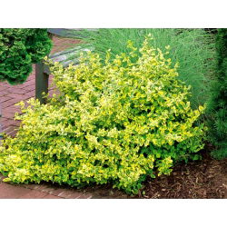 Trzmielina Emerald'n Gold - sadzonka w pojemniku P9