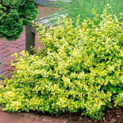 Trzmielina Emerald'n Gold - sadzonka w pojemniku P9