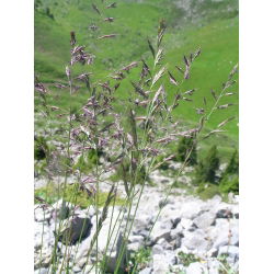 Kostrzewa czerwona kępowa Rapsodia - 5 kg