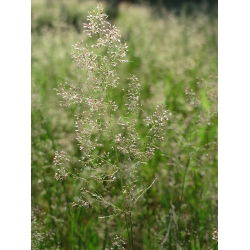 Mietlica pospolita Highland - 5 kg