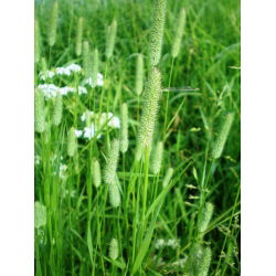 Tymotka łąkowa Karta - 5 kg