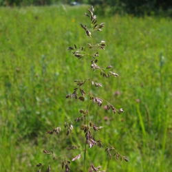 Wiechlina łąkowa gazonowa Conni - 5 kg