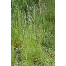 Życica trwała 2N pastewna Nui - 5 kg