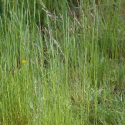 Życica trwała 2N pastewna Nui - 5 kg