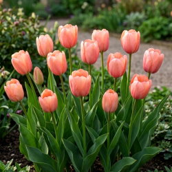 Tulipan morelowy - Apricot - 5 szt.