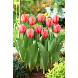 Tulipan Apricot Impression - 5 szt.
