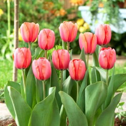 Tulipan Apricot Impression - 5 szt.
