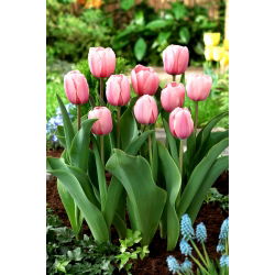 Tulipan Salmon Impression - 5 szt.