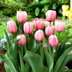 Tulipan Salmon Impression - 5 szt.