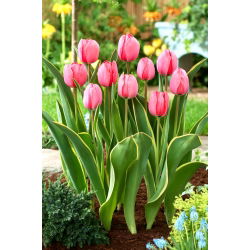 Tulipan Design Impression - 5 szt.
