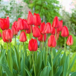 Tulipan Parade - 5 szt.
