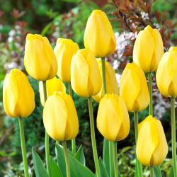 Tulipan Golden Parade - 5 szt.