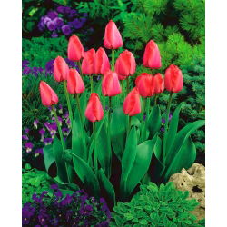 Tulipan Niigata - 5 szt.