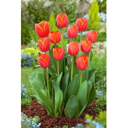 Tulipan Ad Rem - 5 szt.
