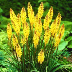 Kniphofia żółta  - sadzonka w doniczce