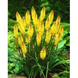 Kniphofia żółta  - sadzonka w doniczce