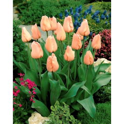 Tulipan morelowy - Apricot - 5 szt.