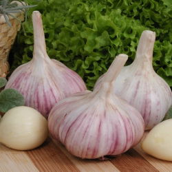 Czosnek jadalny, ozimy Arkus - 16 główek (0,8 - 1,0 kg)