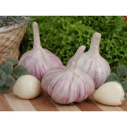 Czosnek jadalny, ozimy Arkus - 80 główek (4 - 5 kg)