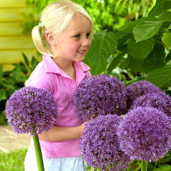 Czosnek ozdobny Round 'n Purple - 1 cebula