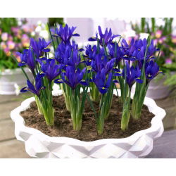 Irys botaniczny - Blue Hill - 10 cebulek