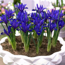 Irys botaniczny - Blue Hill - 10 cebulek